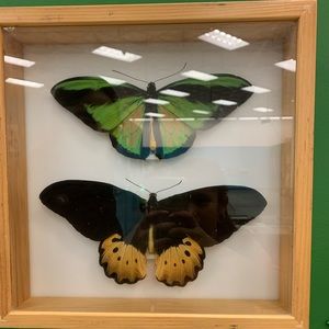 Meet your Posher, Anabelle